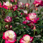 Rose Bush Live Plant, 5-9 Inch Tall, Fragrant Rose Flowers Tree, Well-Rooted Ready to Plant Outdoor Indoor (Delight Rose)