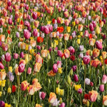 Tulip Bulbs for Planting, 20 Rembrandt Tulip Bulbs Mixed Colors, Ready to Grow Perennial Tulips
