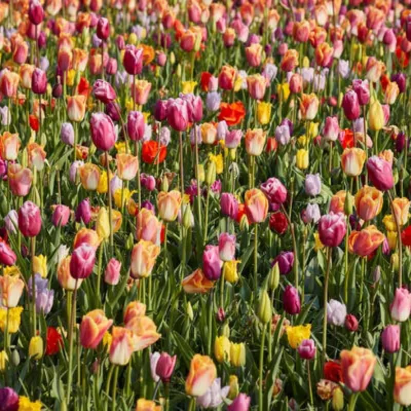 Tulip Bulbs for Planting, 20 Rembrandt Tulip Bulbs Mixed Colors, Ready to Grow Perennial Tulips