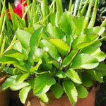 Kalanchoe Pinnata Plant Live for Planting 4-9 Inches Tall, in 4 Inch Pot, Kalanchoe Plant Live Succulent Ready to Grow Indoor Outdoor