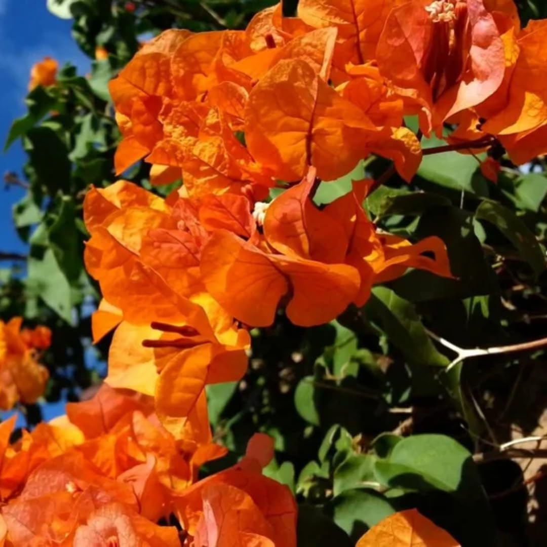 Combo 2 Bougainvillea Plants Live Trees, Outdoor Bougainvillea Plant for Trailing Flowering Vines or Bush Tree, 5-10” Tall, Well-Rooted Bougainvillea Orange