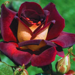 Rose Bush Live Plant, 5-9 Inch Tall, Fragrant Rose Flowers Tree, Well-Rooted Ready to Plant Outdoor Indoor (Dark Night Rose)