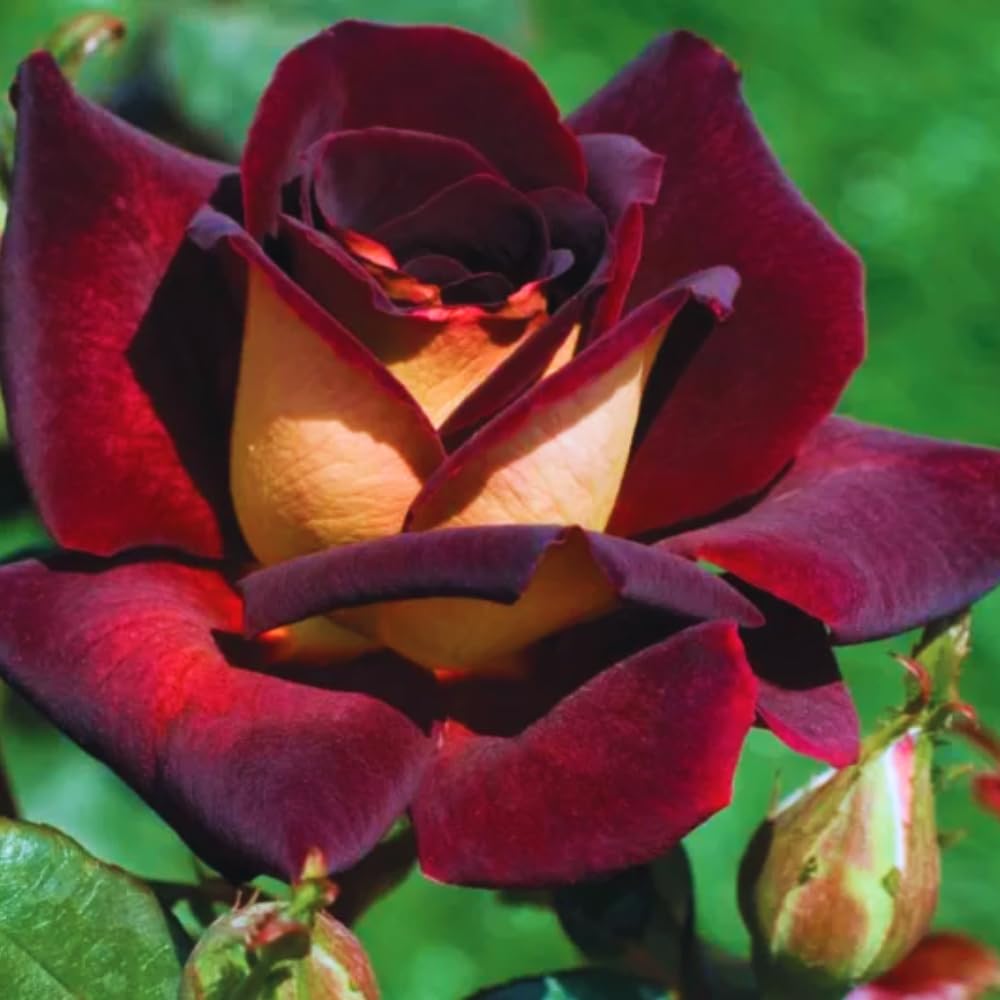 Rose Bush Live Plant, 5-9 Inch Tall, Fragrant Rose Flowers Tree, Well-Rooted Ready to Plant Outdoor Indoor (Dark Night Rose)