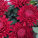 Chrysanthemum Flower Plant, Red Mums Plant Live for Gardening, 5 to 7 Inc Long Well Rooted Mum Live Plant