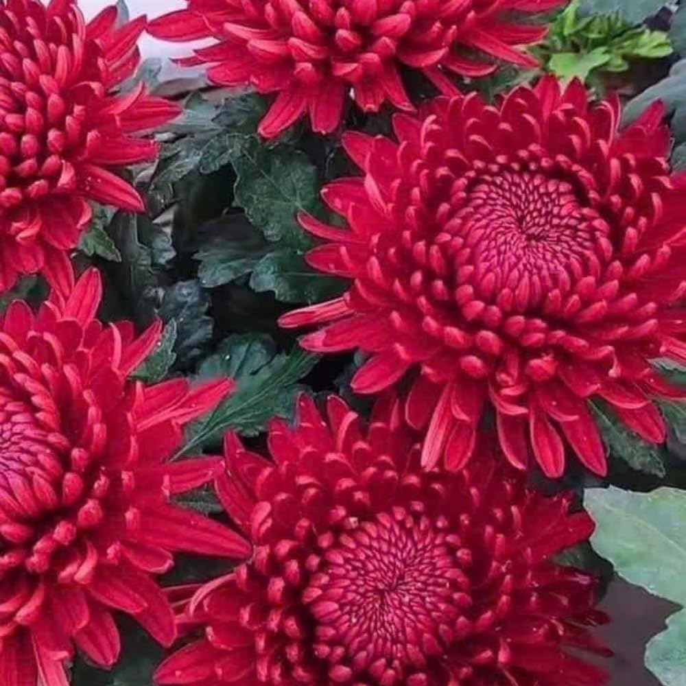 Chrysanthemum Flower Plant, Red Mums Plant Live for Gardening, 5 to 7 Inc Long Well Rooted Mum Live Plant
