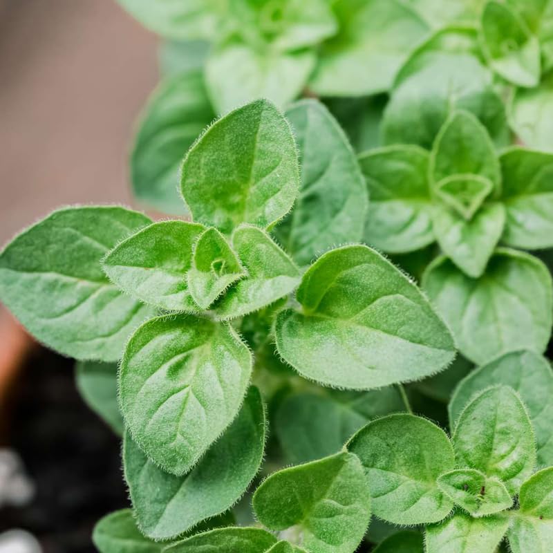 2 Mexican Cuban Oregano Plants Live, 4-6" Tall Spanish Thyme Mexican Mint for Indoor Outdoor Growing