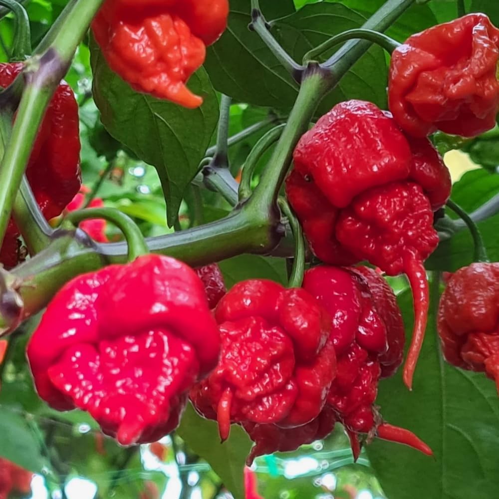 Set 2 Carolina Reaper Pepper Chili Plants, Hot Red Peppers Plant Live, 120 Days Old Pepper for Planting