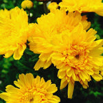 2 Mums Plants Live, Yellow Chrysanthemum Plants Live, 5 to 7 Inc Long, Chrysanthemum Flower Live Plant Mum Live Plant
