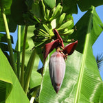 Grand Nain Banana Plant Live, 4-6" Tall Well-Rooted for Indoor Tropical Displays, Cold Hardy Banana Fruit Tree