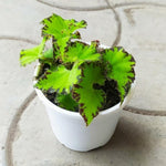 Exotic River Green Begonia Plants Live, Rare Begonias Indoor Growing, Hanging Basket, Starter 5 to 9 Inc Tall