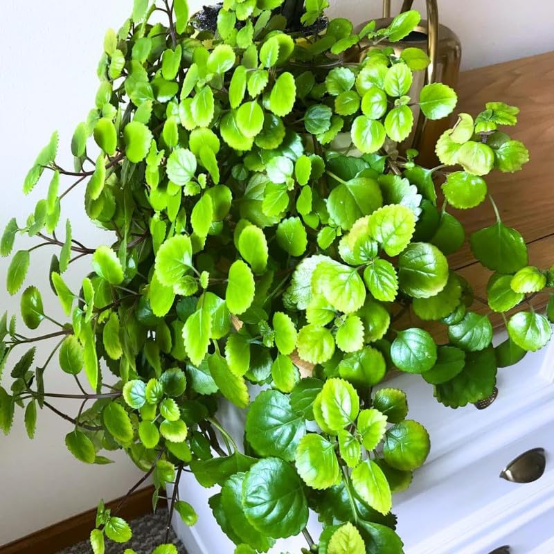2 Plectranthus Swedish Ivy Plants Live for Planting, Green Swedish Ivy Mint Herb Starter Plants, Live Swedish Ivy Houseplants