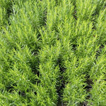 Rosemary Plants Live in Pot, 6 to 8 Inches Tall Fragrant Herb Rosemary Plant Indoor Outdoor Plant, 2 Plants per Pot