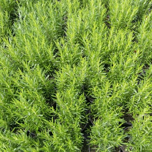 Rosemary Plants Live in Pot, 6 to 8 Inches Tall Fragrant Herb Rosemary Plant Indoor Outdoor Plant, 2 Plants per Pot