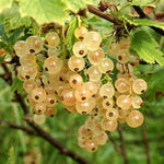 Currant Tree Live Plant for Growing, 1 Year Old, Currant Berries Fruit Tree, Currant Plant Live for Planting Your Garden, Currant Bush Live (White Currant)