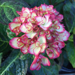 Hydrangea Tree Plants Live 5-9" in Tall, No Pot, 5-11" in Tall, Change Color Perennial Planting Indoor Outdoor, Long Lasting Blooms Flower (Double Petals, Pink White to Blue)