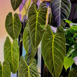 Melanochrysum Philodendron Plant Live Indoor, 5-9" No Pot, Tropical House Plant for Indoor, 5-9" No Pot Home Décor Houseplants