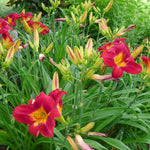 Set 10 Red Daylily Bulbs for Planting, Hardy Perennial Lily Roots for Colorful Summer Blooms