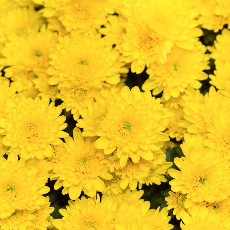 Pack 3 Yellow Chrysanthemum Plants, Mums Plants Live, 3 to 6 Inch Tall Garden Mum Live Plant, Vibrant Fall Blooms, Hardy Chrysanthemum Flowers, No Pot