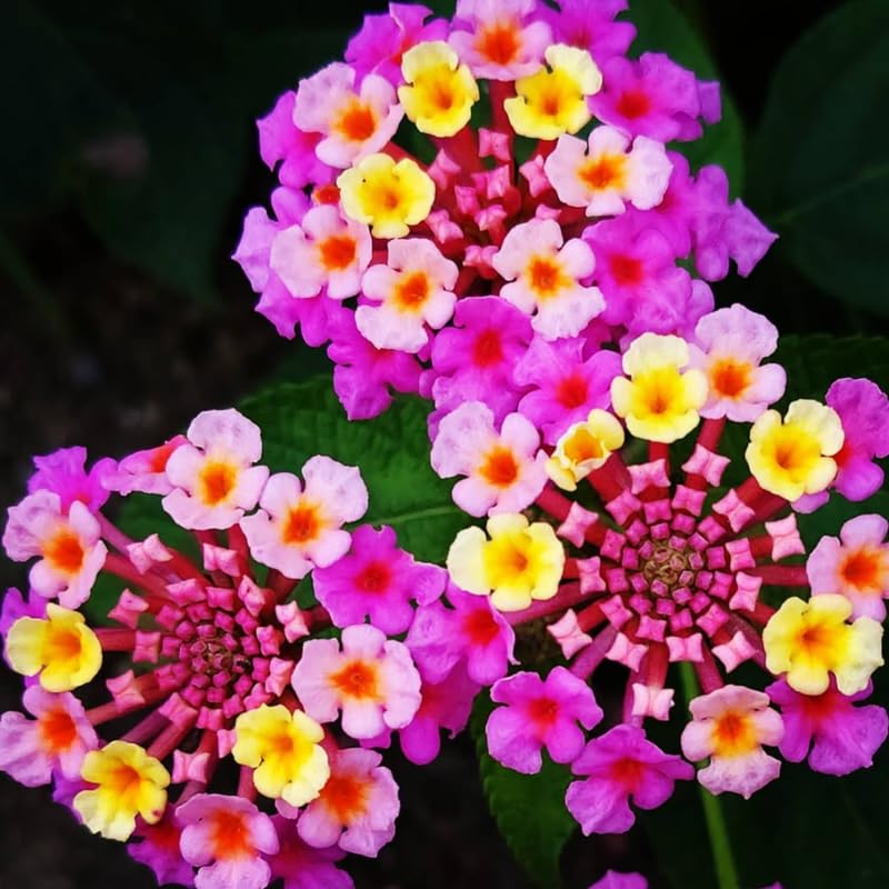 2 Lantana Plants Live, Lantana Live Plants for Planting Outdoors, Trailing Lantana Plants Live, 5 to 7 Inc Tall (Pink)