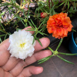 Mix Moss Rose Plants Live, Live Portulaca Plants, Well Rooted from 4 to 8 Inches Tall, Vibrant Flowers for Ground Cover and Garden Beds
