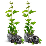 2 Thornless BlackBerry Plants Live for Planting, BlackBerry Bushes Live Plants 5 to 8 Inc Tall, Blackberries Fruit (Osage BlackBerry)
