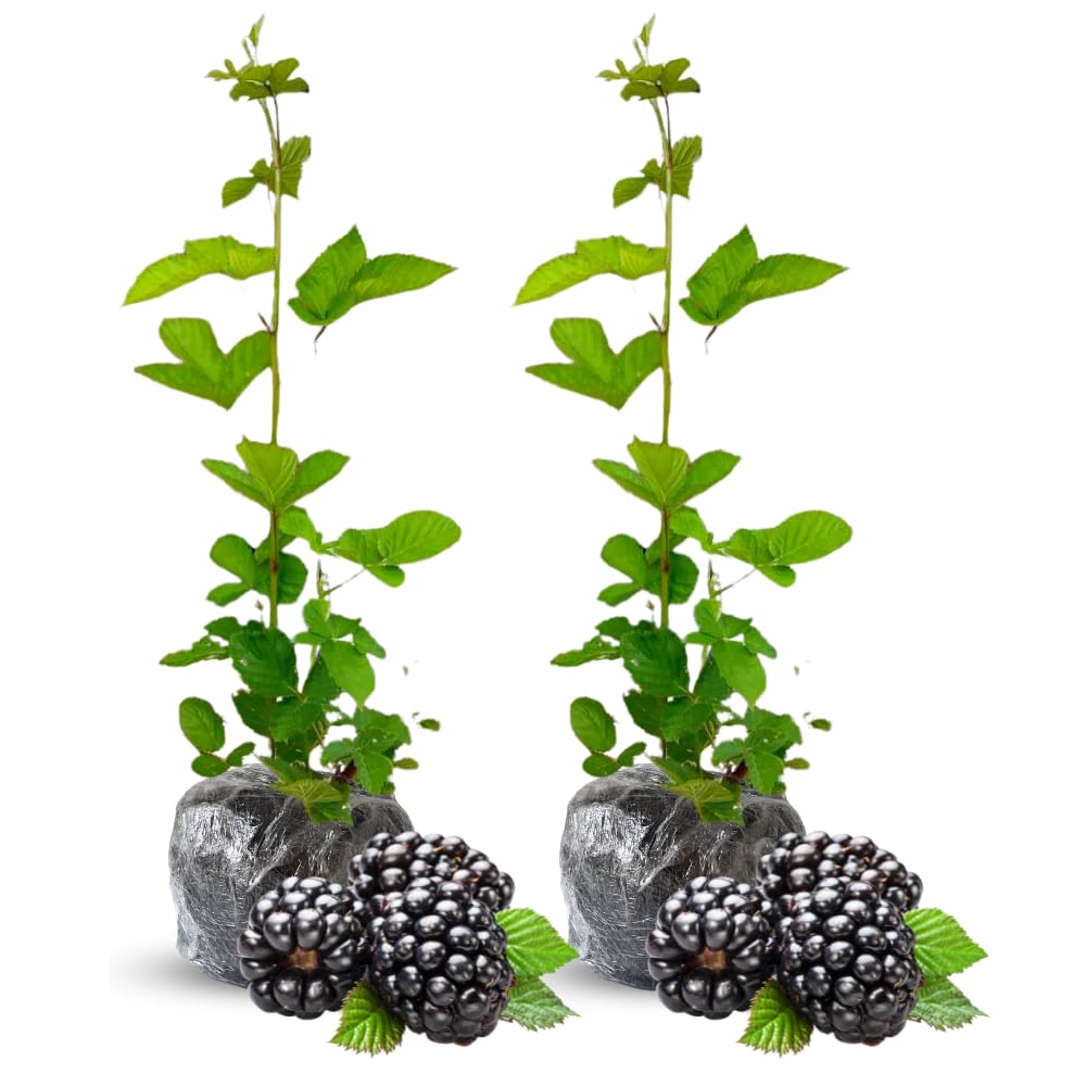 2 Thornless BlackBerry Plants Live for Planting, BlackBerry Bushes Live Plants 5 to 8 Inc Tall, Blackberries Fruit (Osage BlackBerry)