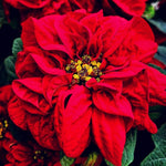 2 Poinsettia Plants Live, Rose Poinsettia Flowers Christmas Decorations, Holiday Houseplant, Poinsettias Trees Plants, No Pot, 5-9" Tall