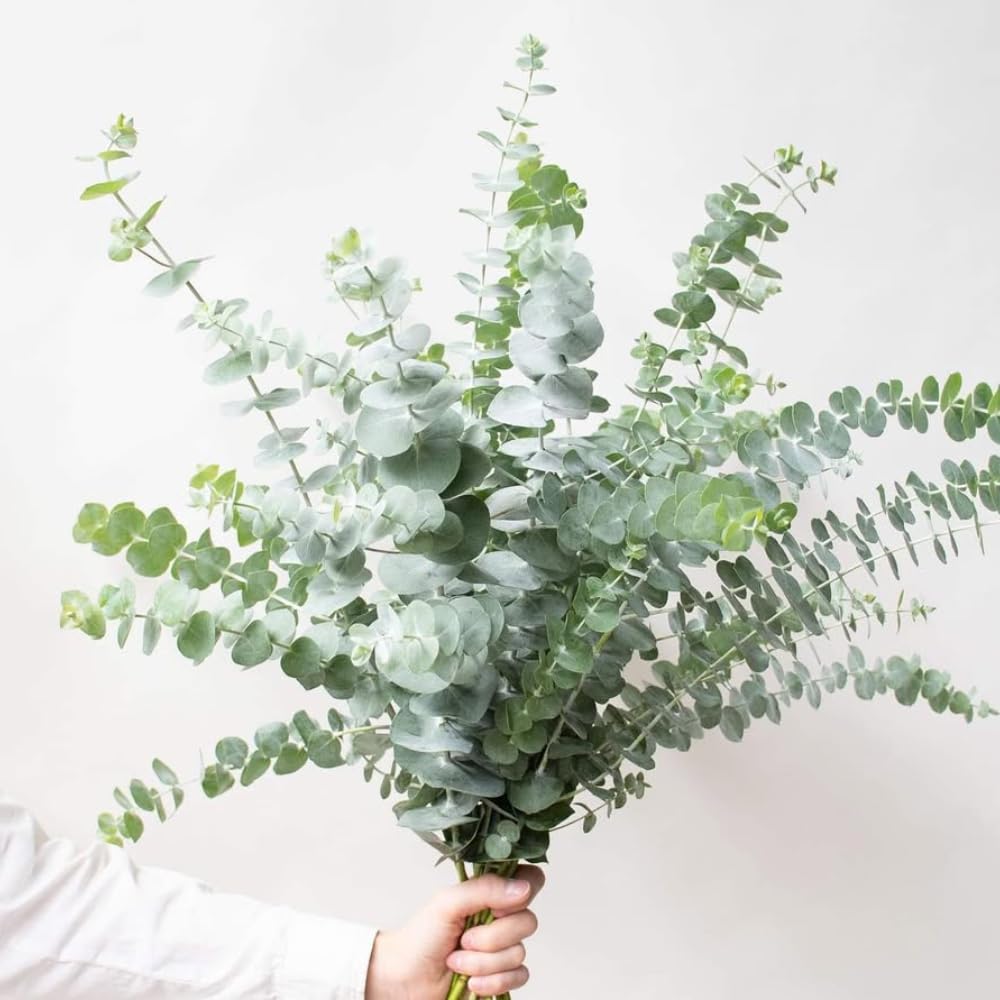 Baby Blue Eucalyptus Plant Live Indoor, Cold Hardy Eucalyptus Tree Live Plant and Fragrant Foliage, Starter Plants from 4 to 7 Inches Tall