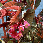 Pack 2 Begonia Live Plant, Tropical Begonia Houseplant, 5-9 Inch Tall, Pink Leaf with White Spots