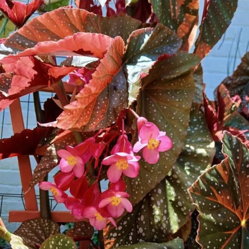 Pack 2 Begonia Live Plant, Tropical Begonia Houseplant, 5-9 Inch Tall, Pink Leaf with White Spots