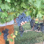 Concord Seedless Grape Vines Live Plants for Planting, 5-10" Grape Tree for Outdoor Garden, Dormant in Winter, Cold Hardy, Sweet Flavor