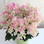2 Bougainvillea Plants Live, Pink White Bougainvillea Live Plant, 4 to 6 Inc Tall Growing