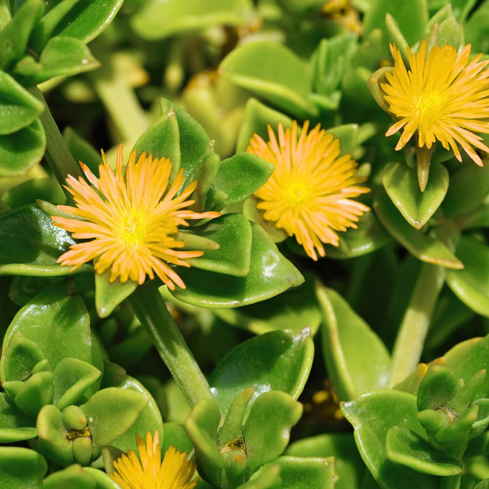 Yellow Delosperma Ice Plant, Hardy Perennial Succulent Live Plant, Ground Cover Outdoor Garden 5-8 Inches