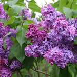 Lilac Plants Live Ready to Plant, 2 to 2.5 Feet Lilac Shrub, Purple Lilac Tree Live Plant, Purple Lilac Tree