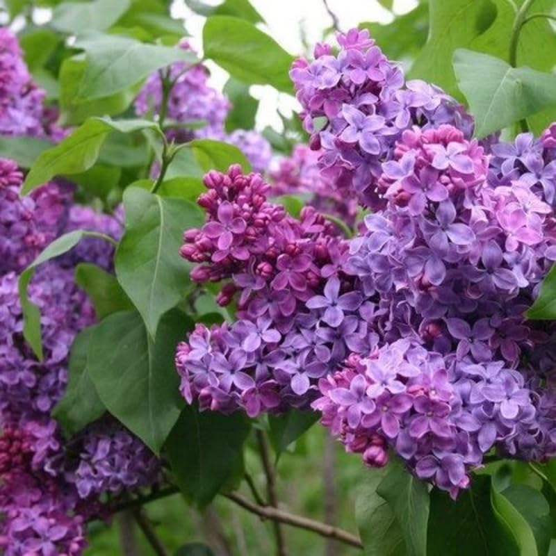Lilac Plants Live Ready to Plant, 2 to 2.5 Feet Lilac Shrub, Purple Lilac Tree Live Plant, Purple Lilac Tree