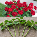 Pack 5 Cuttings Red Geranium Plant, 8-10" Unrooted Cutting, Geranium Plant Cutting for Planting Outdoor Garden