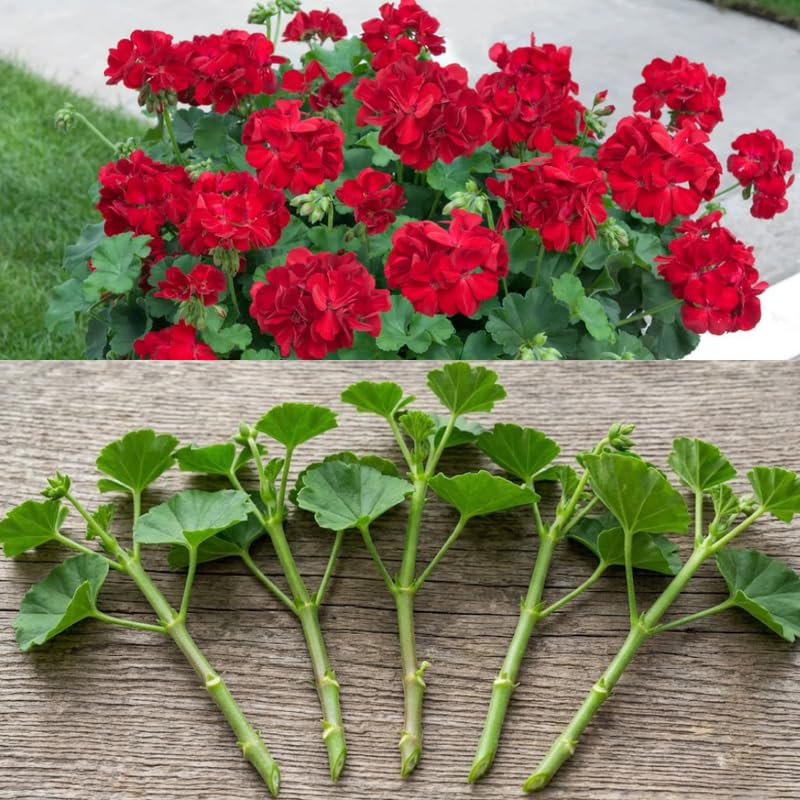 Pack 5 Cuttings Red Geranium Plant, 8-10" Unrooted Cutting, Geranium Plant Cutting for Planting Outdoor Garden