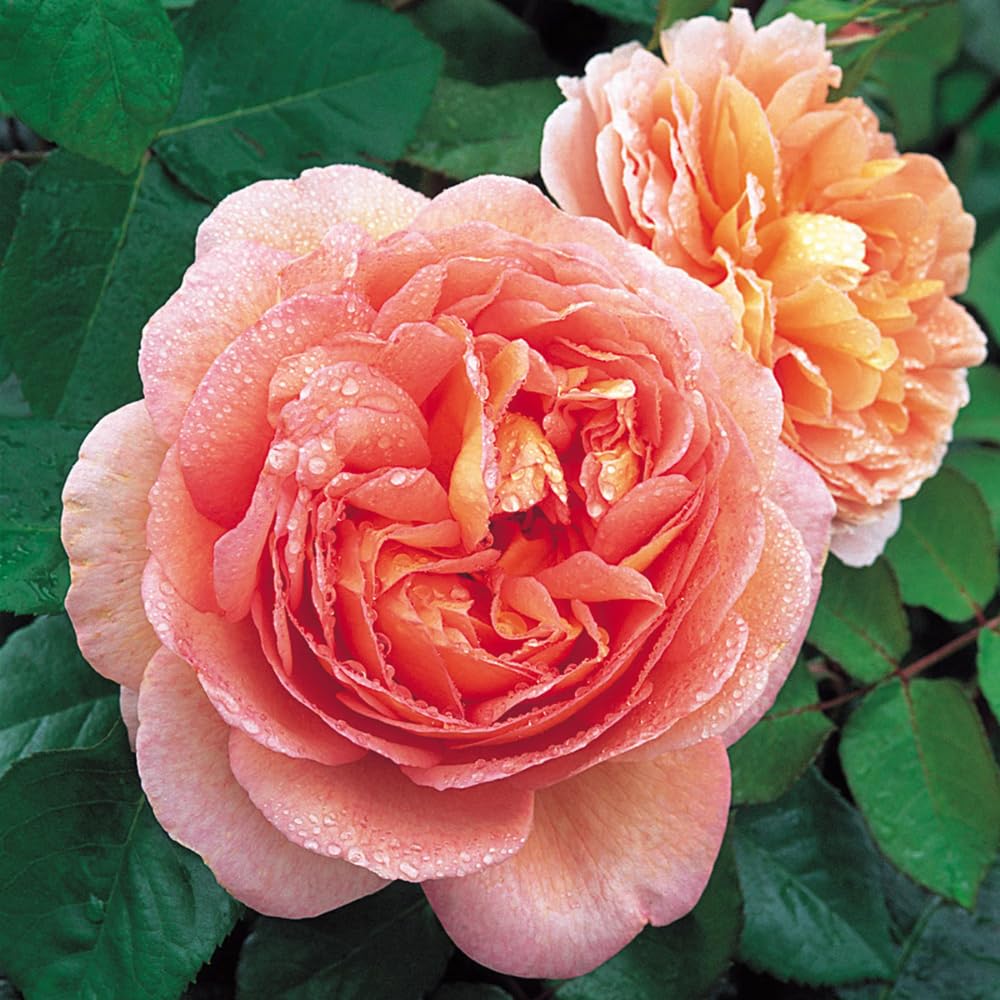 Rose Plant Live for Planting, Bareroot 6-10 Inch Tall, Climbing Vine Bush Shrub for Flowering (Apricot Pink Rose)