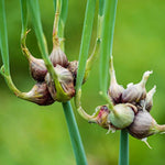 6 Walking Onions Plants for Planting, Egyptian Walking Onion Allium, 4-6 Inches Well Rooted, Ready to Plant Outdoor