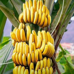 Grand Nain Banana Plant Live, 4-6" Tall Well-Rooted for Indoor Tropical Displays, Cold Hardy Banana Fruit Tree
