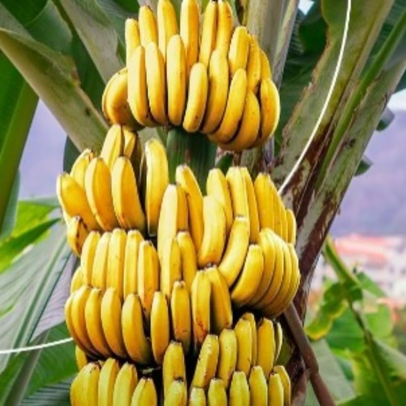 Grand Nain Banana Plant Live, 4-6" Tall Well-Rooted for Indoor Tropical Displays, Cold Hardy Banana Fruit Tree