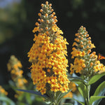 Yellow Butterfly Bush Buddleia Butterfly Plant Live, 4-9" Tall Well-Rooted for Outdoor Gardens, Perennial Shrub, No Pot