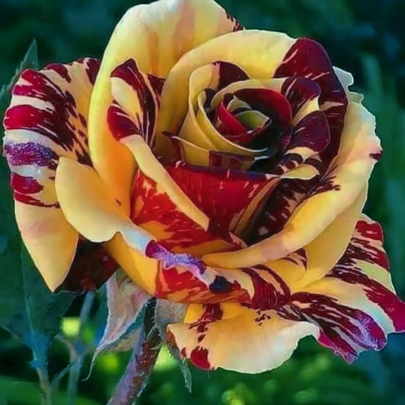 Rare Rose Bush Live Plant Well-Rooted, 6-10 Inch Tall, Fragrant Rose Flowers Tree, No Pot (Stripe Rose)