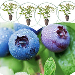 3 Springhigh Blueberry Bushes Seedlings, High-Yield Blueberry Trees Live Plants, 6 Months Old, Starter 3-6" in Tall, Cold Hardy Zones 4-7