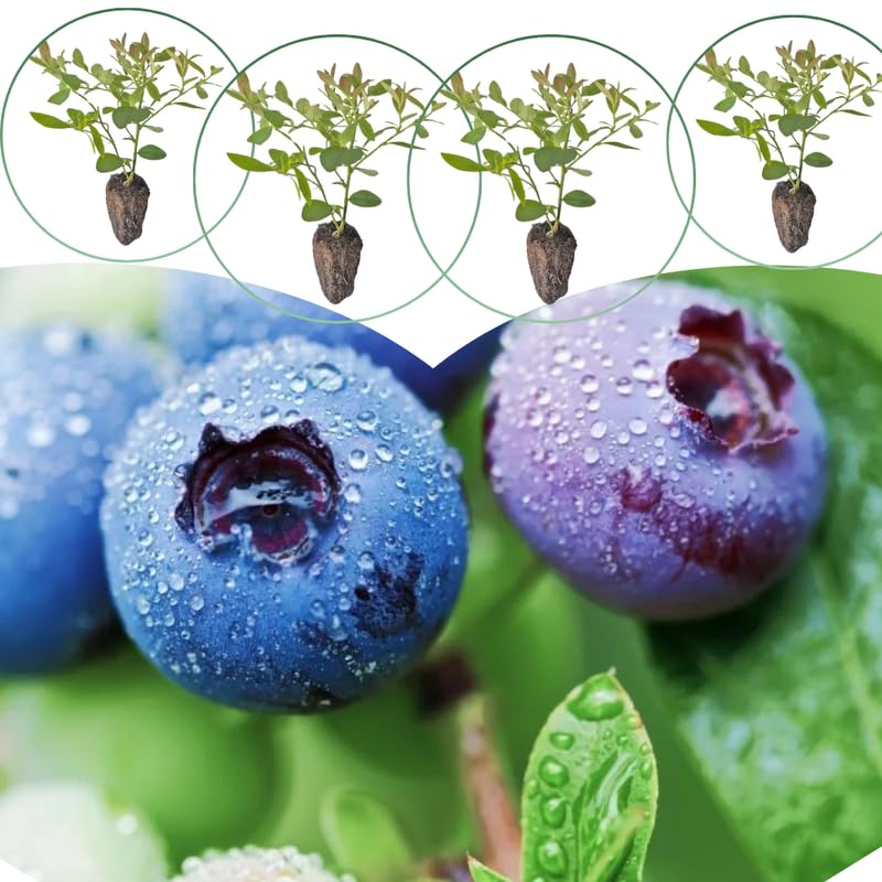 3 Springhigh Blueberry Bushes Seedlings, High-Yield Blueberry Trees Live Plants, 6 Months Old, Starter 3-6" in Tall, Cold Hardy Zones 4-7