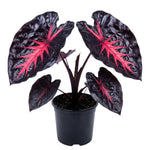 Rare Red Black Colocasia Live Plant, 5 to 8" in Tall, Taro Elephant Ear Alocasia Esculenta Live Plant for Planting, Live Colocasia Houseplant