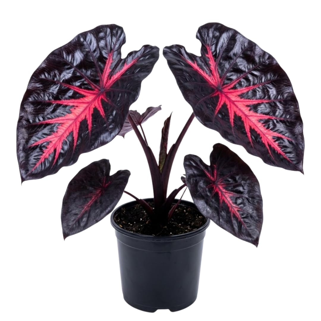 Combo 2 Black Red Colocasia Live Plants, 5 to 8" in Tall, Elephant Ear Esculenta Taro Alocasia Live Plant for Planting, Live House Plant Colocasia