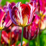 20 Rembrandt Tulip Bulbs for Spring Planting, Mix Large Tulip Bulbs for Fall Planting, Flower Bulbs Garden Indoor Outdoor
