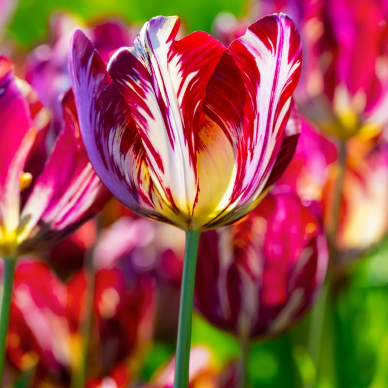 20 Rembrandt Tulip Bulbs for Spring Planting, Mix Large Tulip Bulbs for Fall Planting, Flower Bulbs Garden Indoor Outdoor