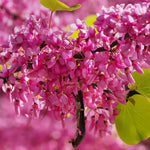 5 Seedlings Redbud Trees Live Plants Bare Roots, 12 to 24 Inc Tall, Red Bud Tree Plants Live, Purple Lavender Redbud Blooms Color, Dormant
